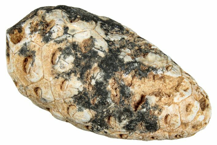 Fossil Seed Cone (Or Aggregate Fruit) - Morocco #277796